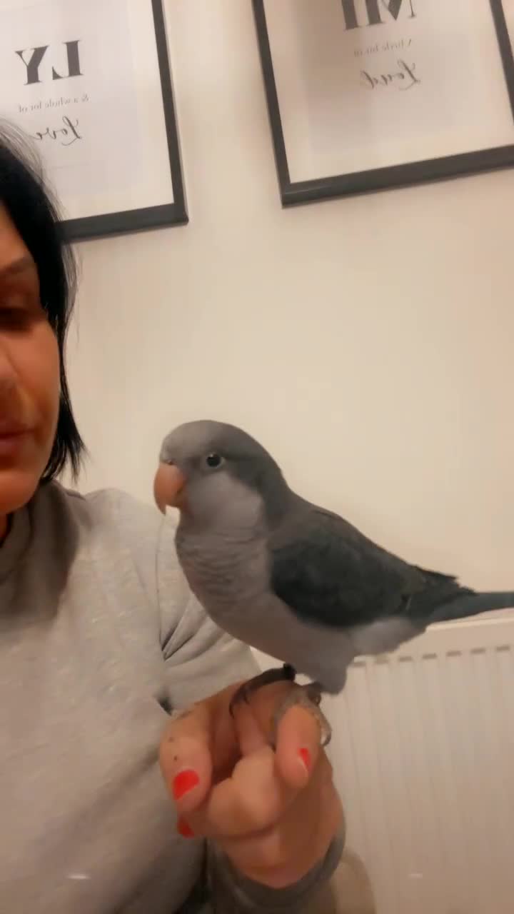 Parrots birds for sale: Beautiful female quacker parrot.  Hand reared  - Video 2