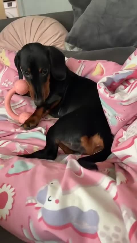 Dachshund dogs for sale: 6 month dachshund  - Video 1