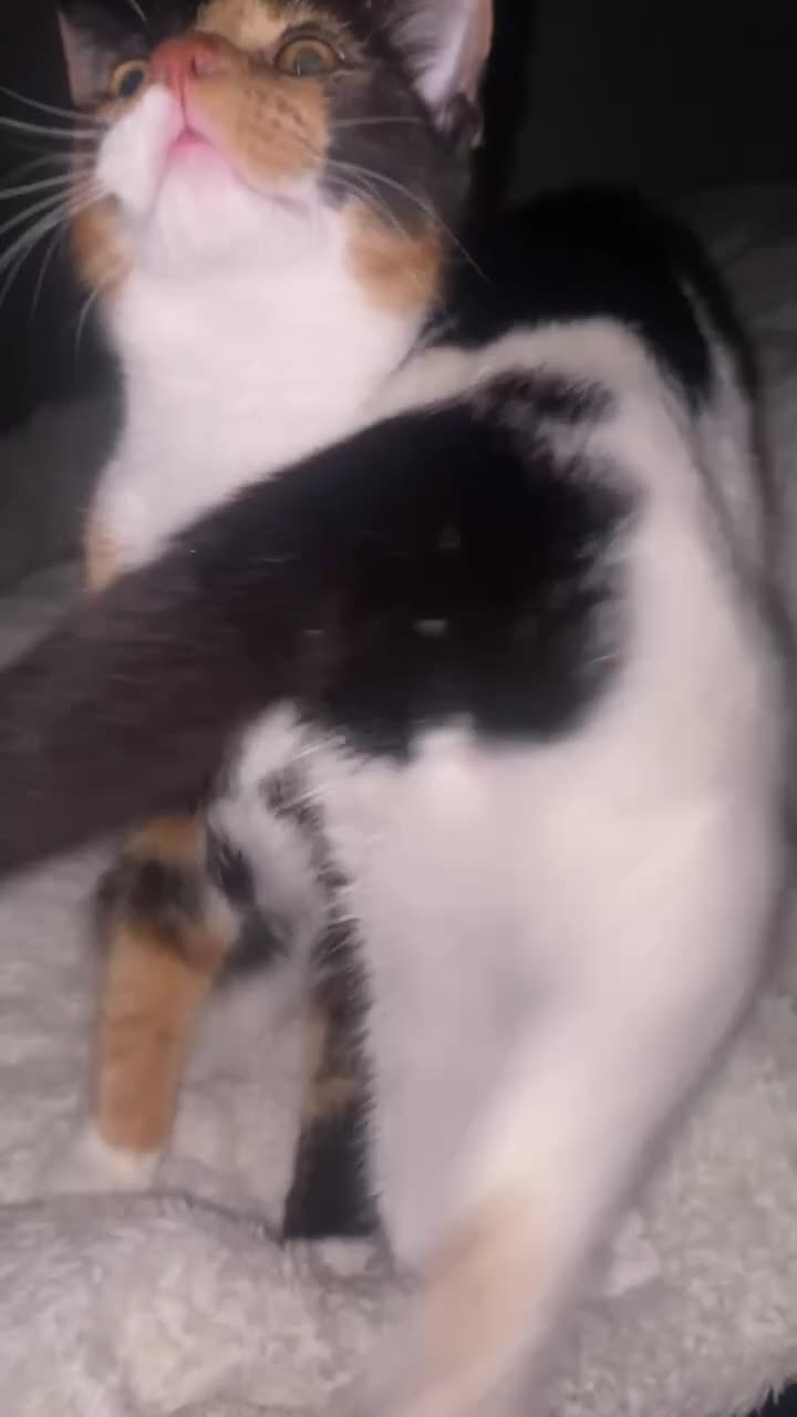 Turkish Van cats for sale: Kitten (Turkish Van X ) - Video 2