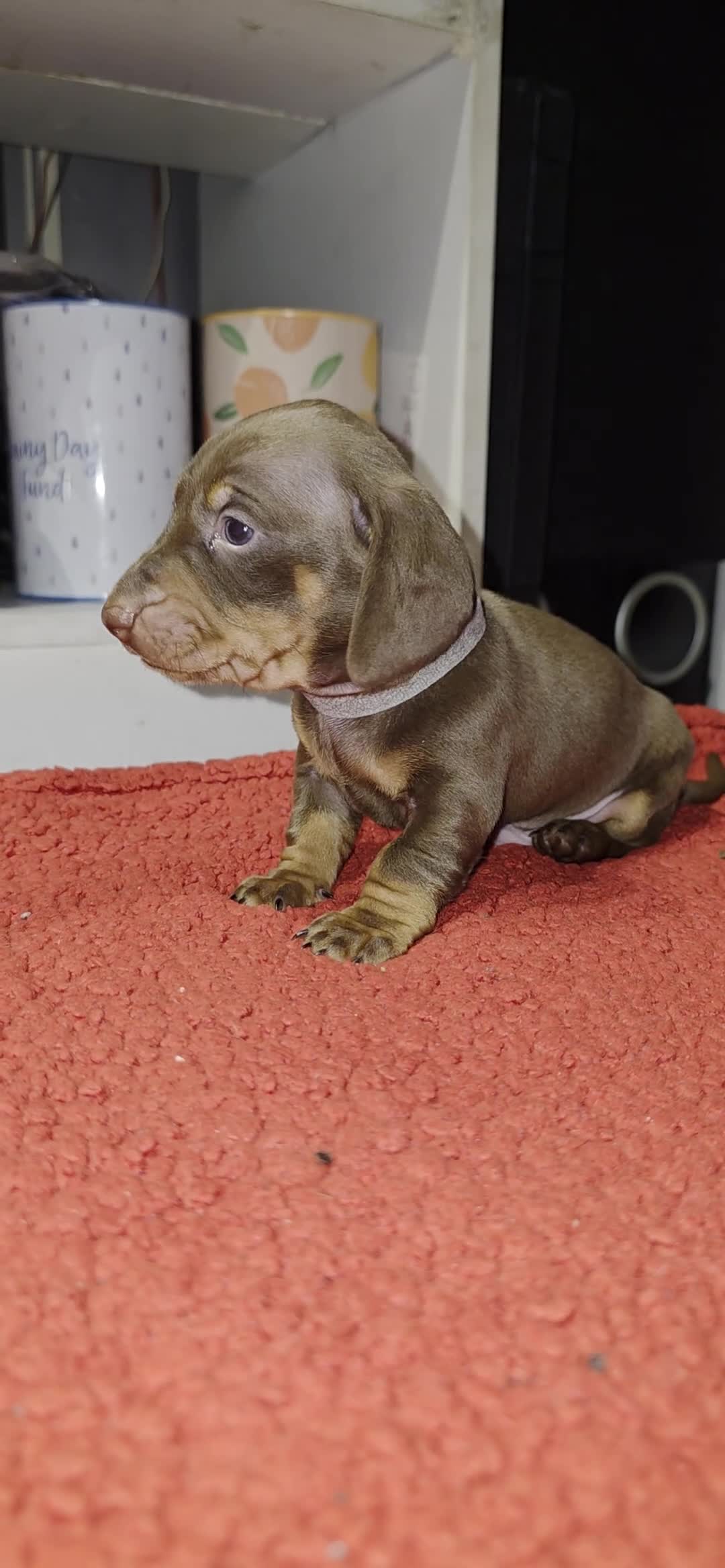 Miniature Dachshund dogs for sale: Miniature Dachshund  in Denny - Video 1