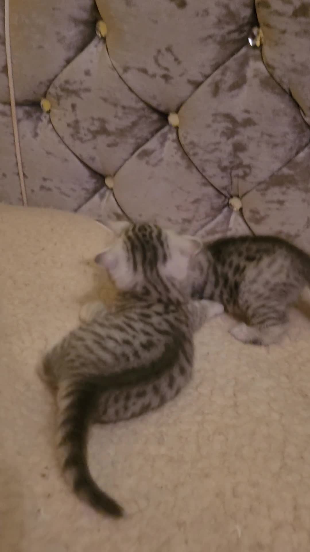 Scottish Fold cats for sale:  kittens looking for forever family  - Video 1
