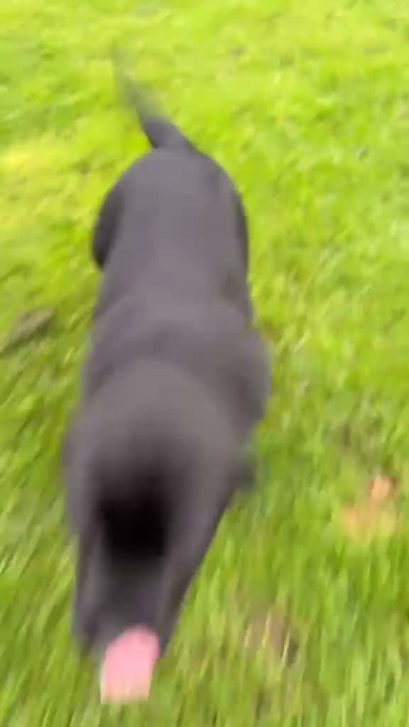 Labrador Retriever dogs for sale: Labrador puppies from a 5 Star License Breeder  - Video 3