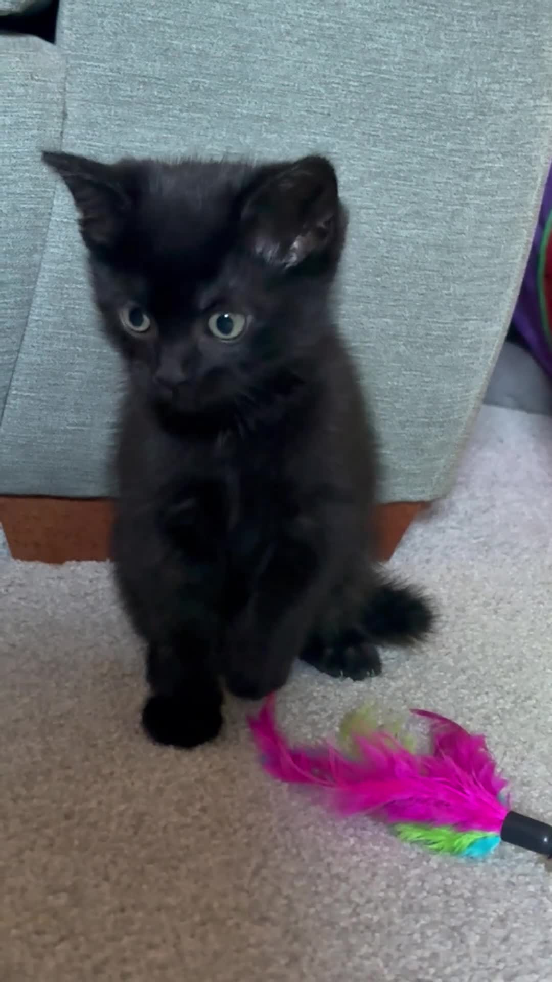 Domestic Shorthair cats for sale: Male Kitten - Video 1