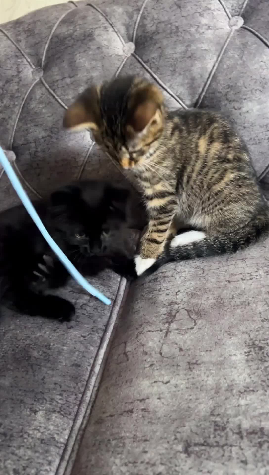 Domestic Shorthair cats for sale: Gorgeous kittens tabby and black  - Video 5