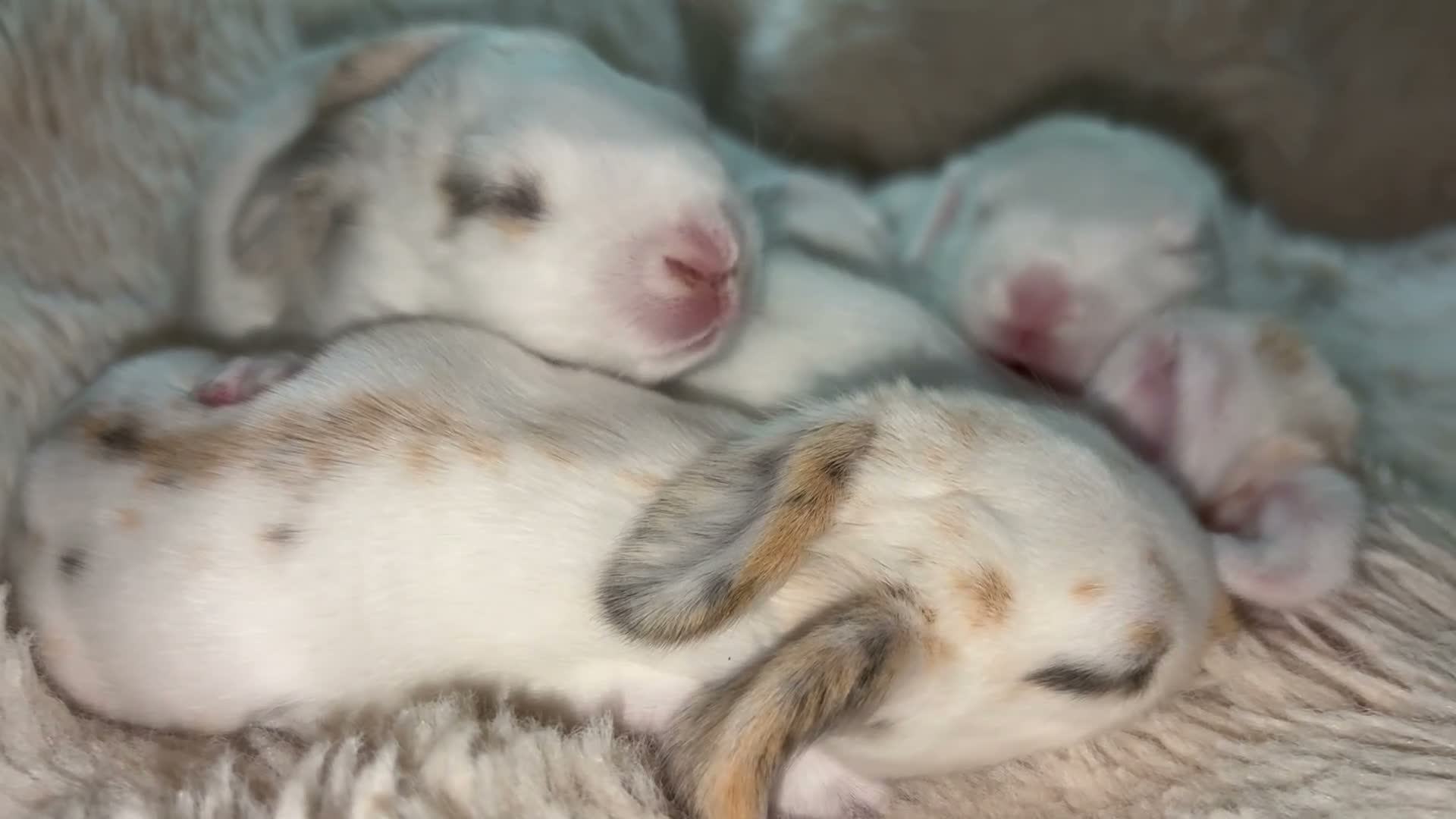 French Lop rabbits for sale: The happy hoppers French lop babies - Video 2