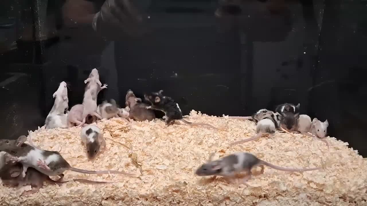 Mouse rodents for sale: Fancy Pet Mice , Females  - Video 1