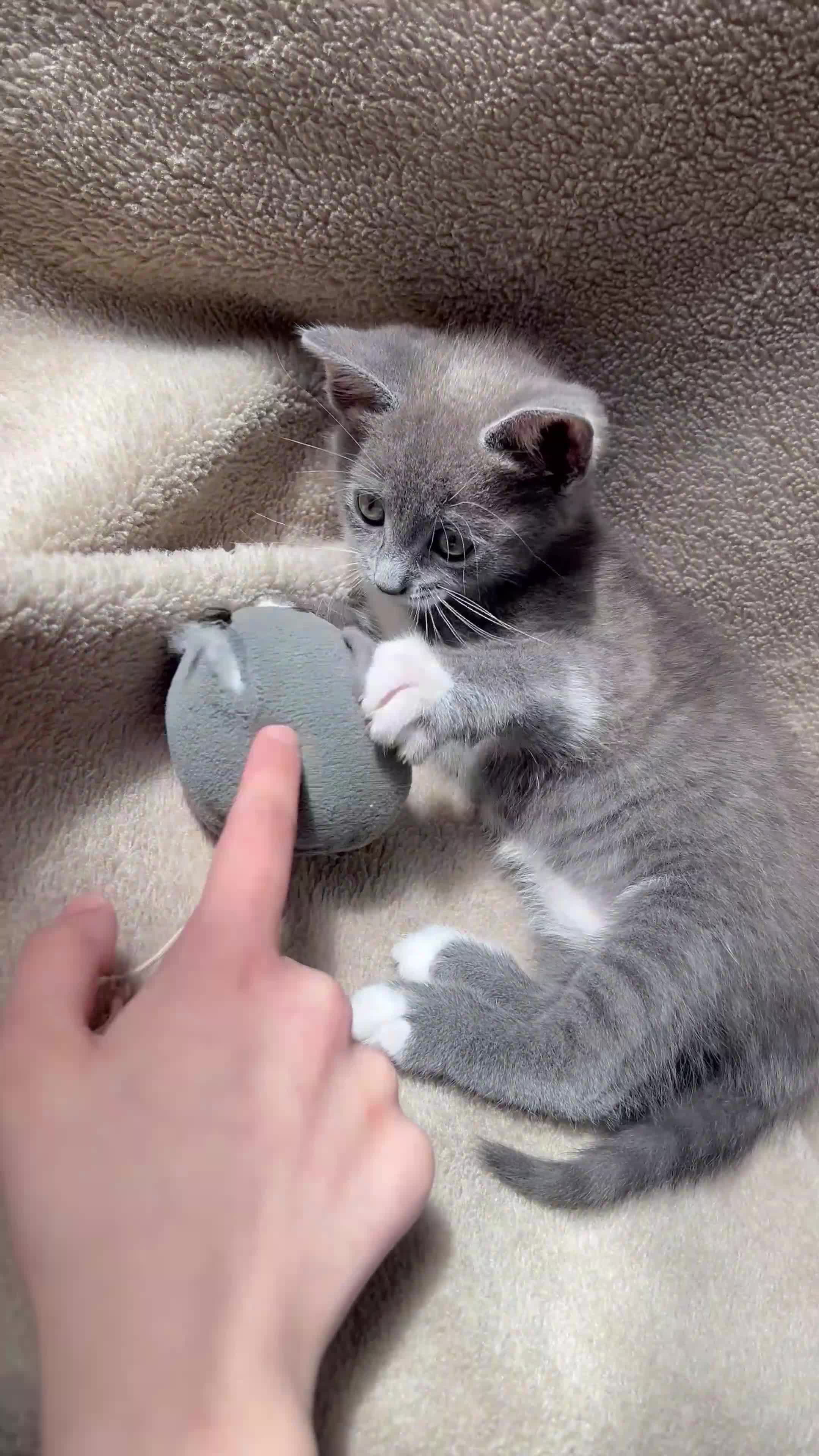 Mixed Breed cats for sale: Mixed breed Russian blue kitten - Video 2