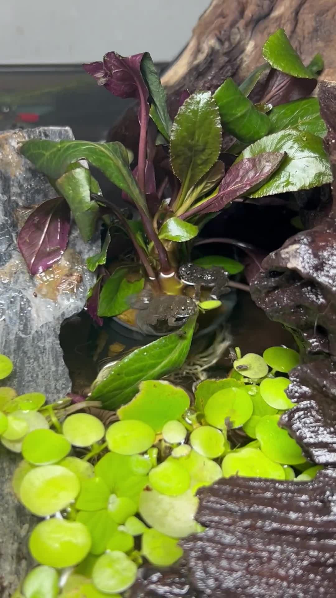 Frog reptiles for sale:  toad froglets  - Video 1