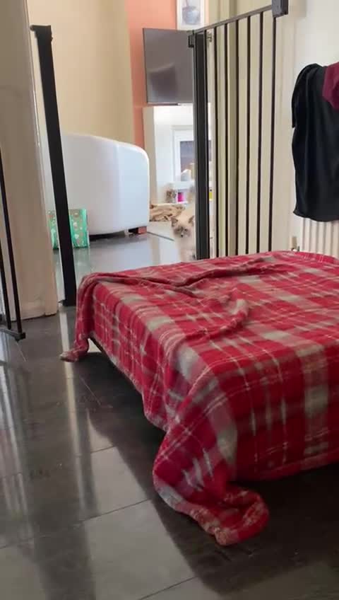 Ragdoll cats for sale: Bluepoint Ragdoll - Video 3