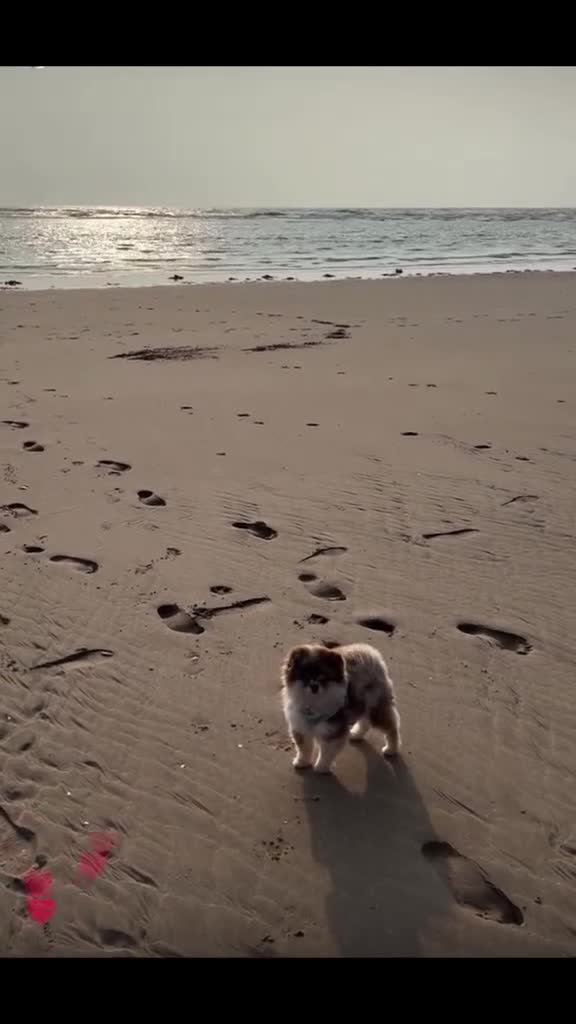 Pomeranian dogs for stud: STUD🧬🦴 - Video 3