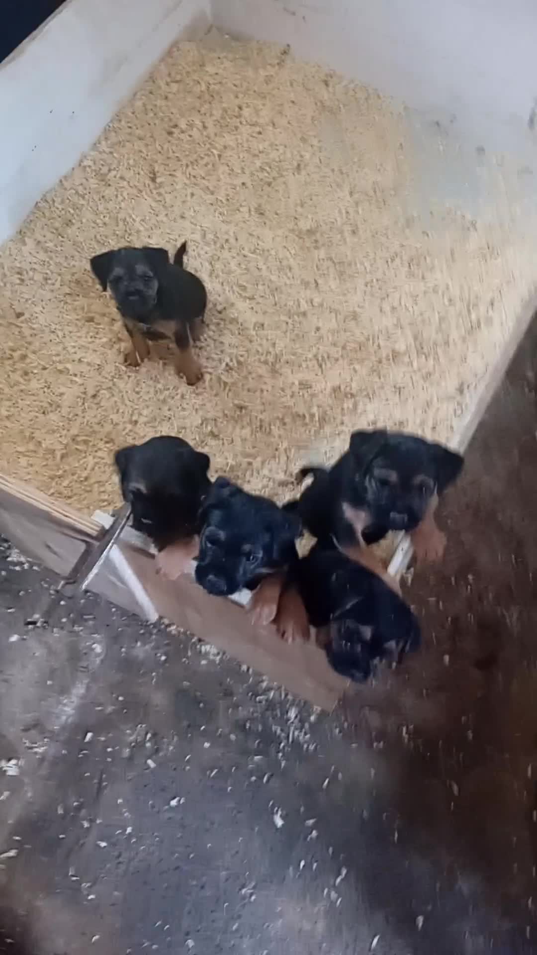 Border Terrier dogs for sale: Boarder terriers pups  in Sunderland - Video 1