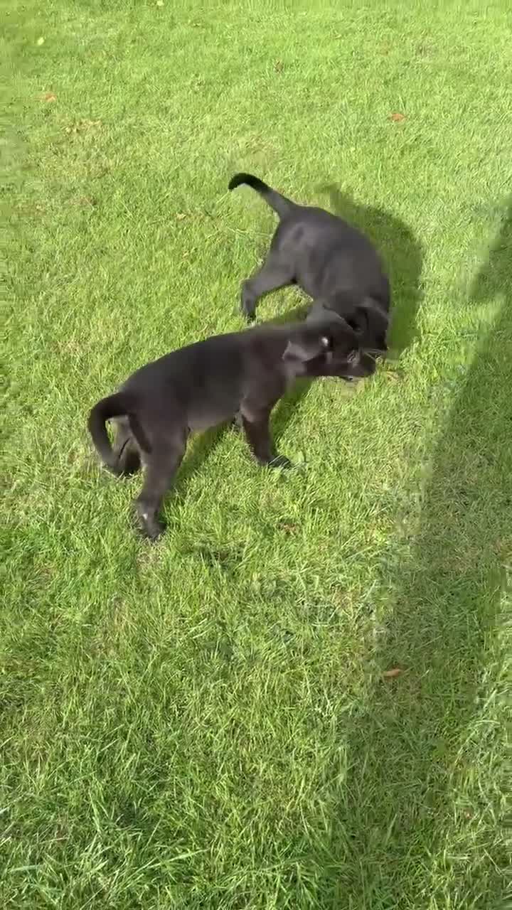 Labrador Retriever dogs for sale: Beautiful Labrador puppies - Video 5