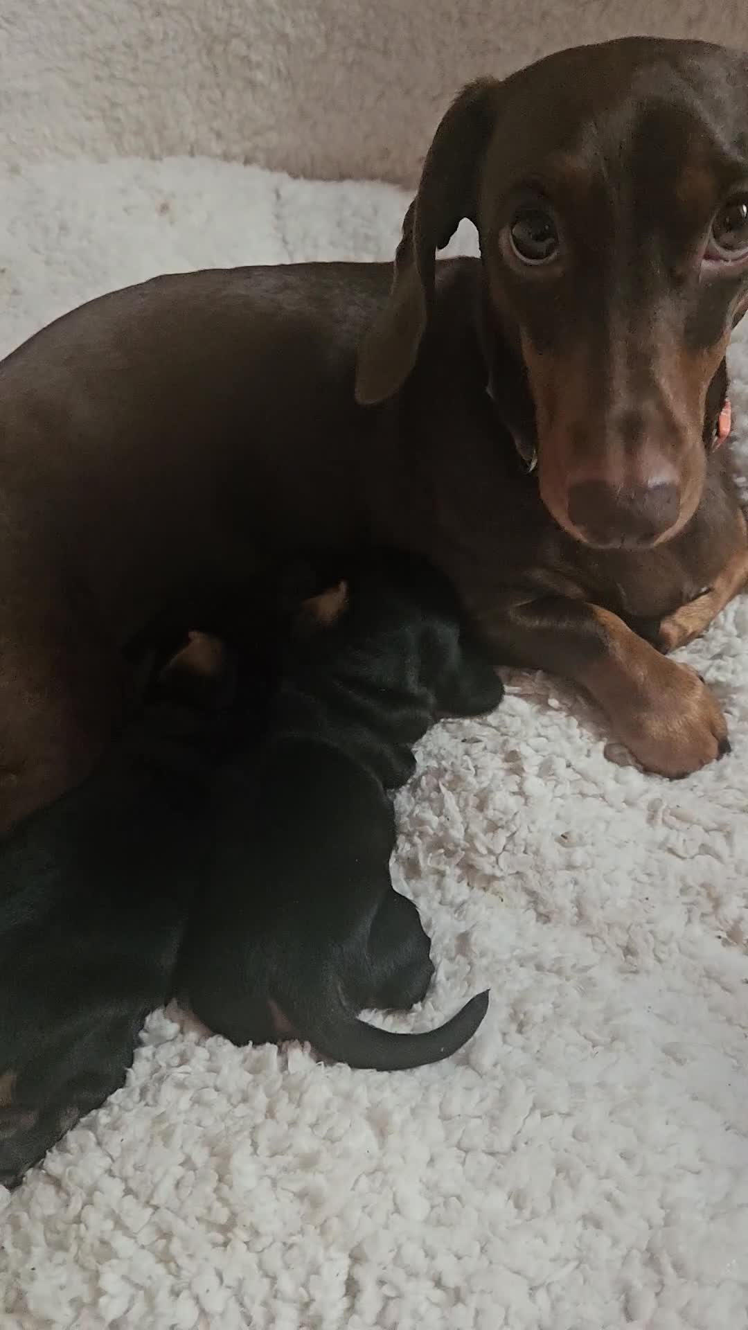 Miniature Dachshund dogs for sale: Beautiful daushounds puppys - Video 2
