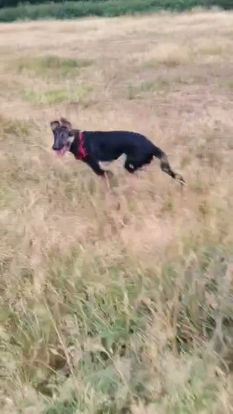 German Shepherd dogs for sale: Beautiful Patrick  - Video 1