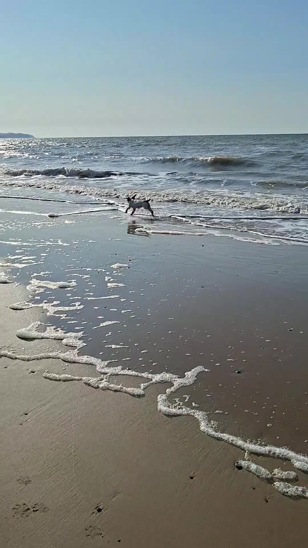 English Springer Spaniel dogs for sale: Puppy  in Abergele - Video 1
