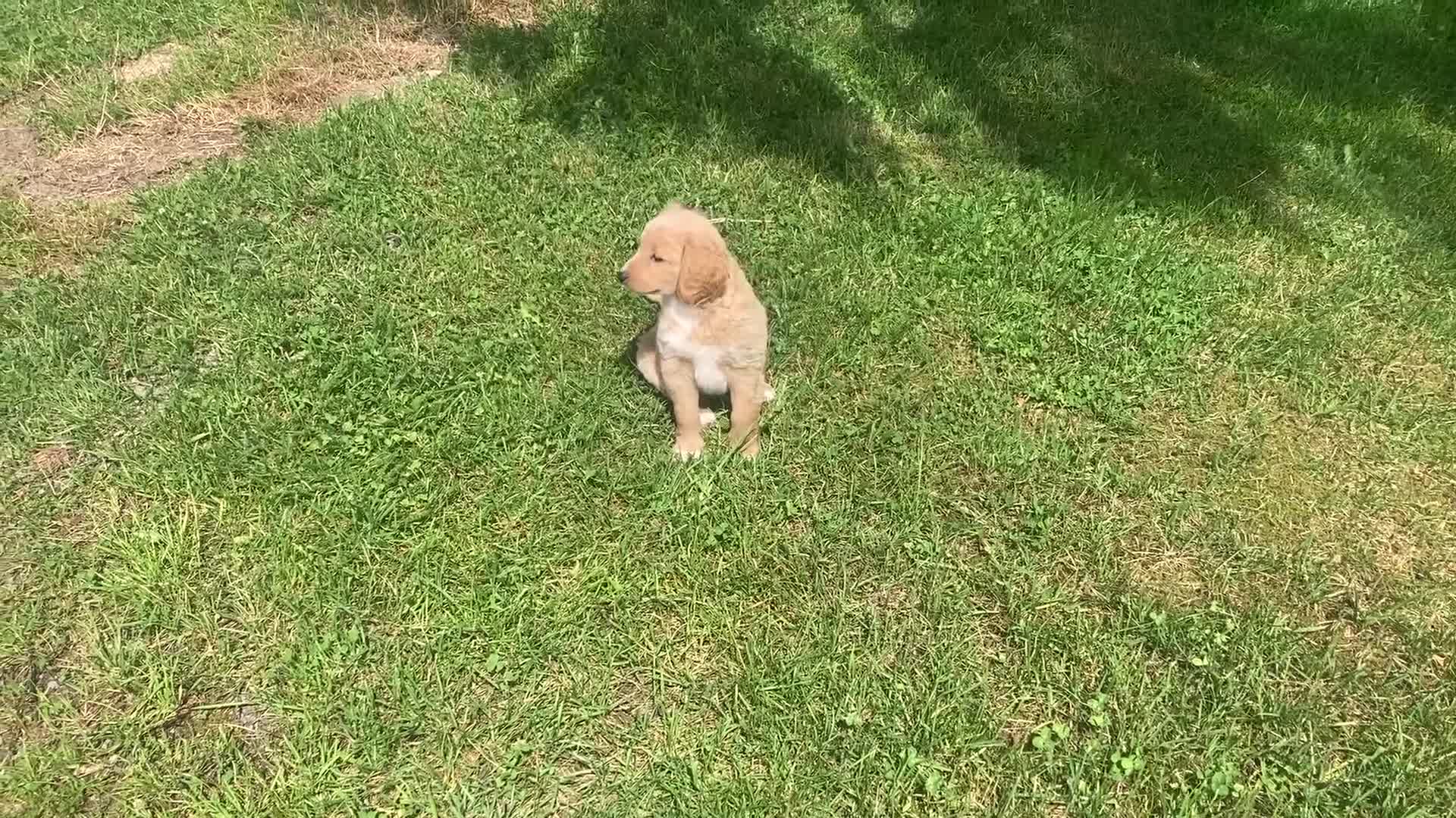 Labradoodle dogs for sale: Labradoodle pups - Video 1