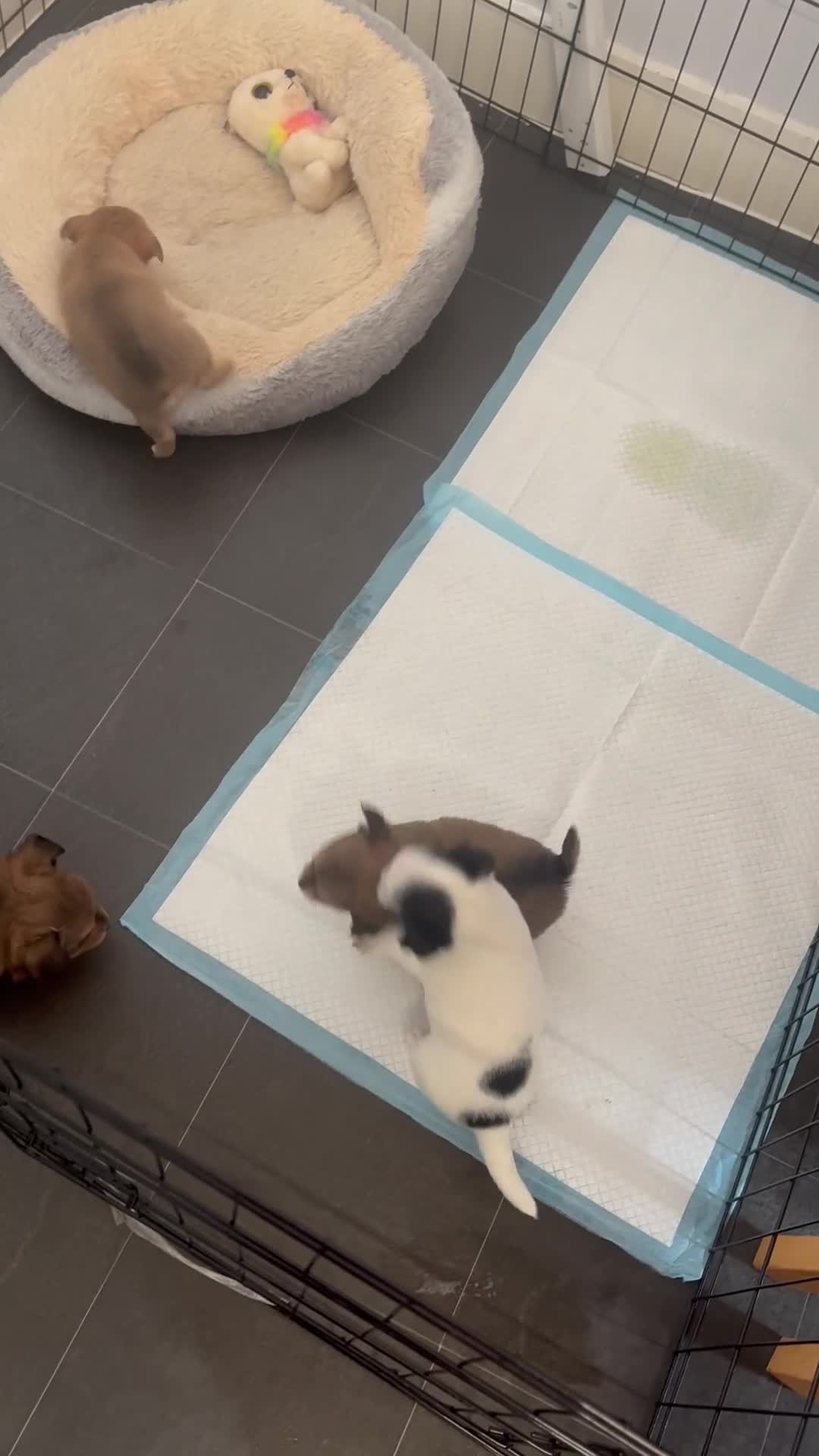 Jack Chi dogs for sale: Chihuahua x jack Russel puppies  - Video 1