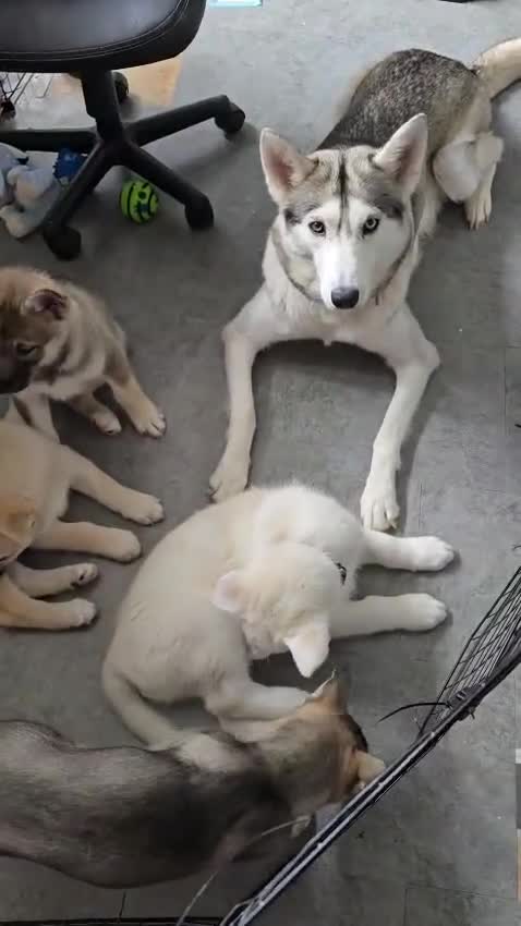 Mixed Breed dogs for sale: Puppies  - Video 2