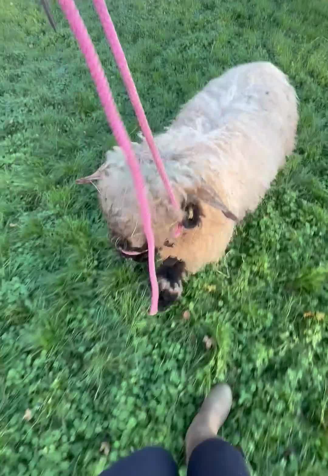 Sheep livestock for sale: Valais Balcknose Breeding Ram in Somerton - Video 1