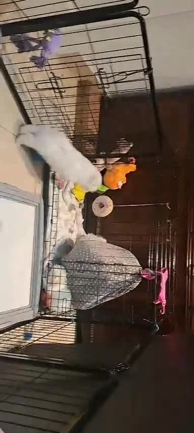 Maltese dogs for sale: Mini maltese puppy - Video 1