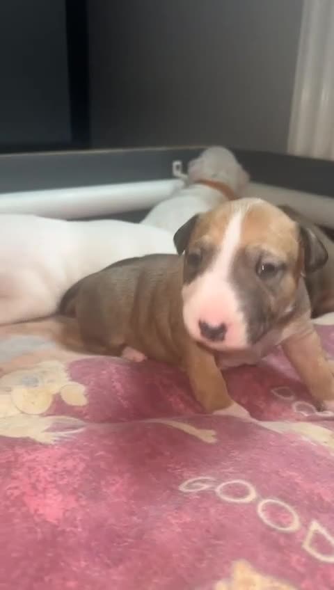 English Bull Terrier dogs for sale: Stunning KC miniature English bull terrier puppies - Video 1