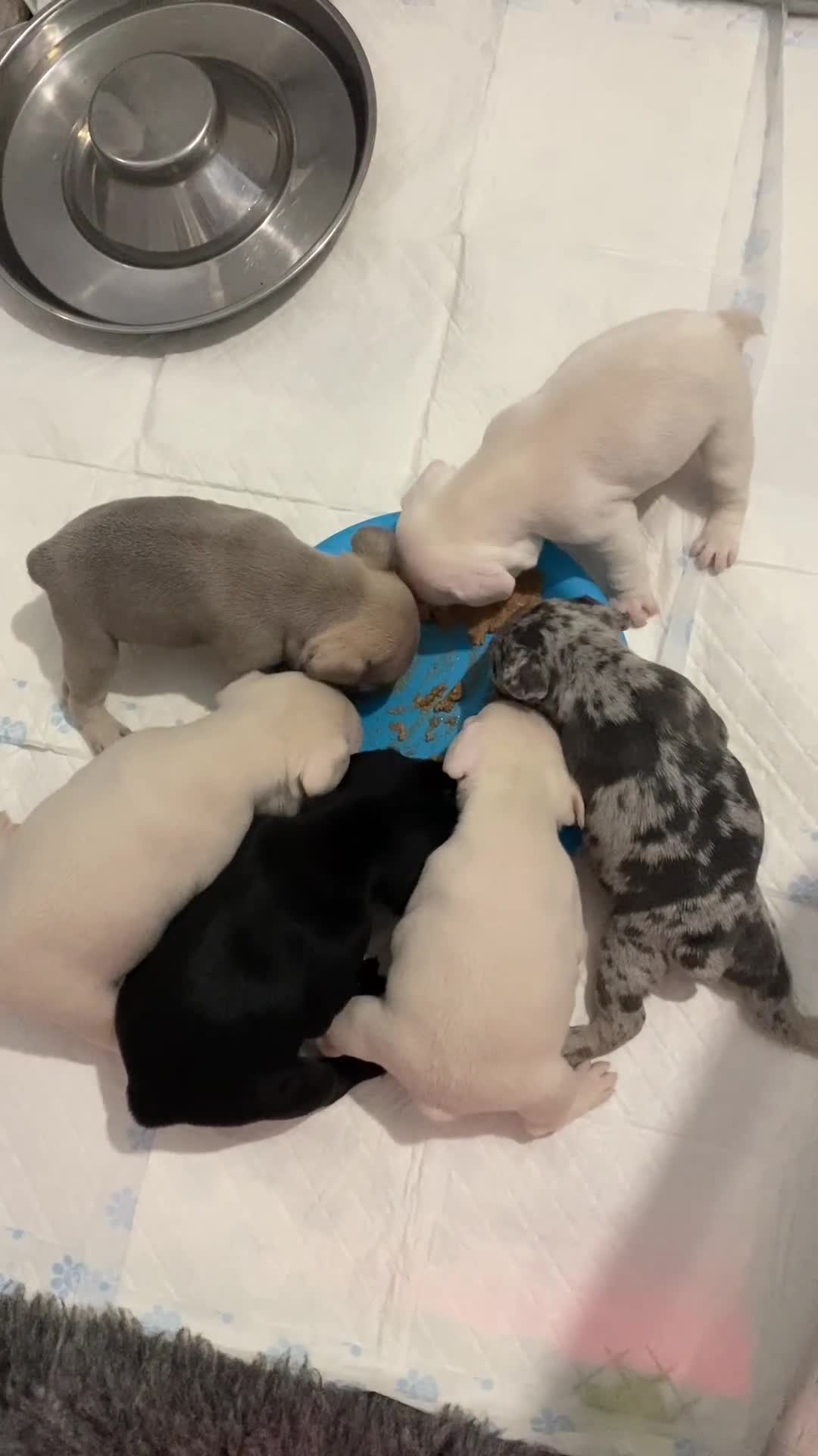 French Bulldog dogs for sale: Pink & Pink carrier French Bulldog puppies - Video 1