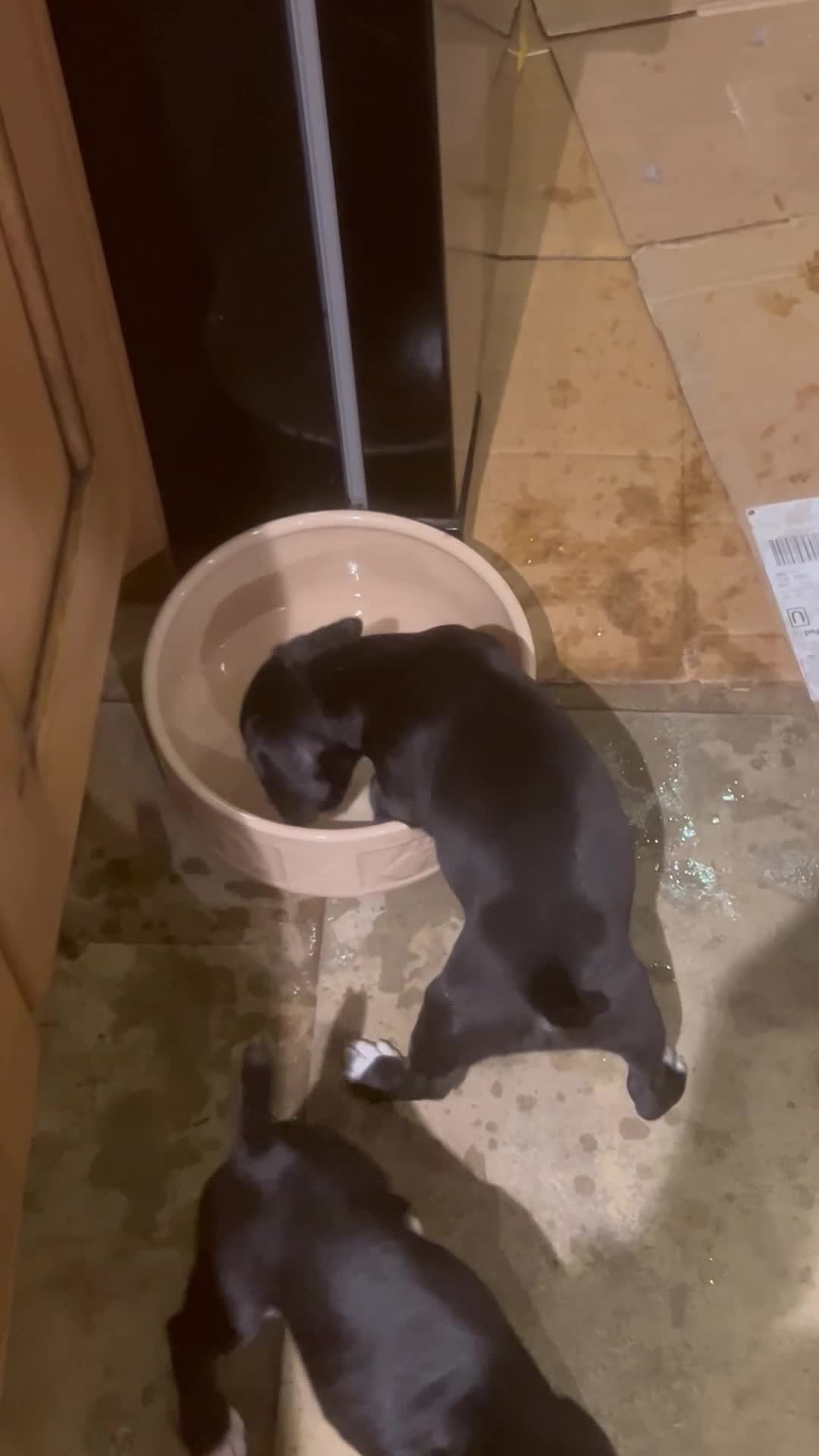 Mixed Breed dogs for sale: READY TO GO! Jack Russell x Cocker Spaniel pups  - Video 3