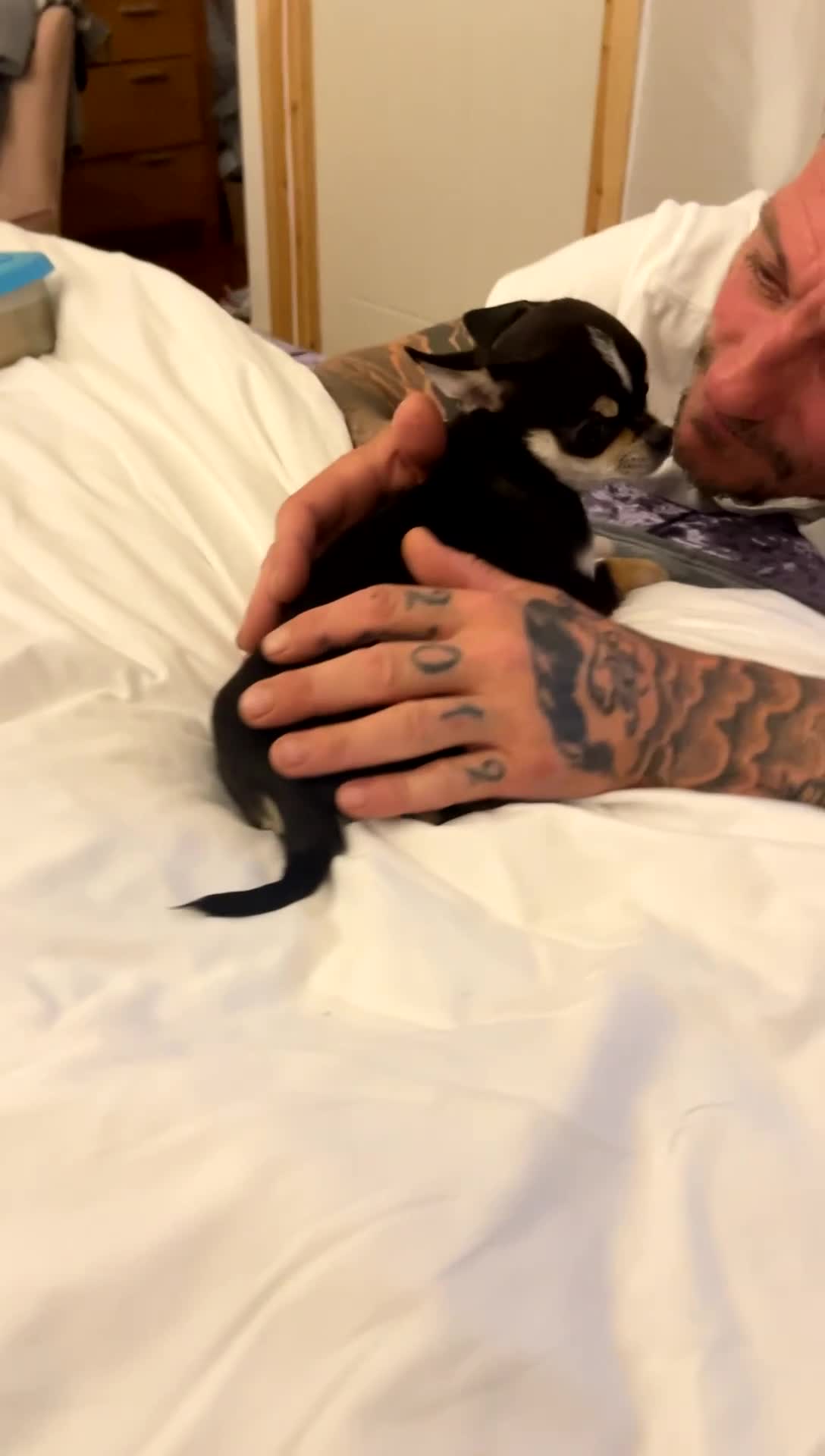 Chihuahua dogs for sale: Forever 🏡 ready 5🌟 KC small girl Chihuahua - Video 2