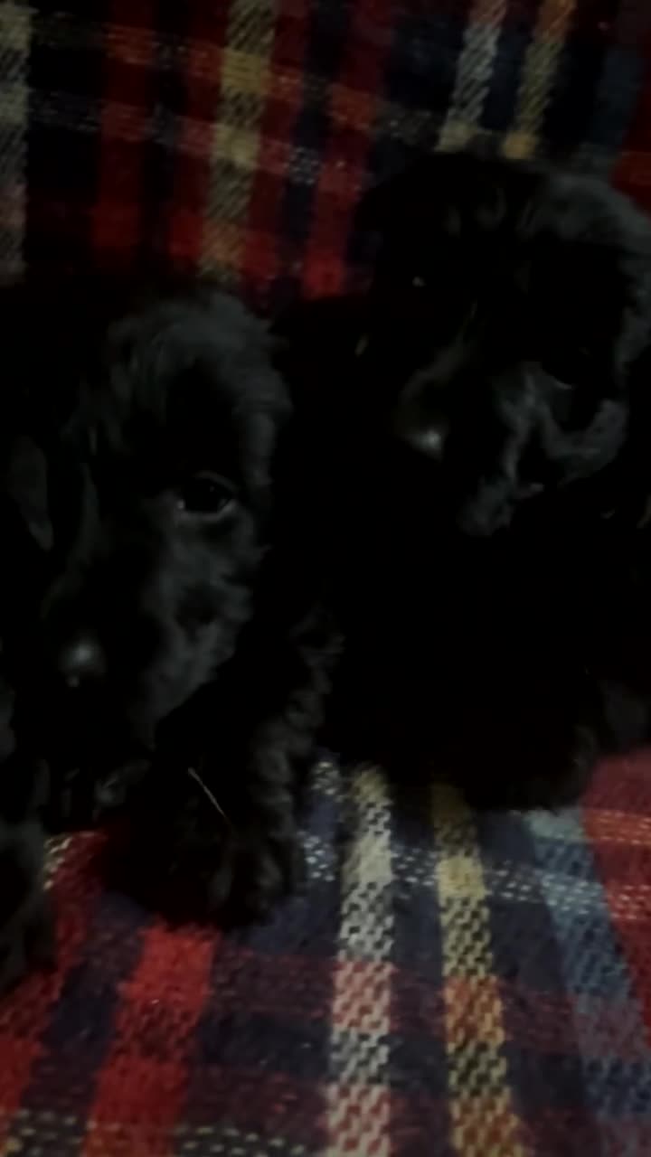 Scottish Terrier dogs for sale: Beautiful Scottie’s  - Video 3