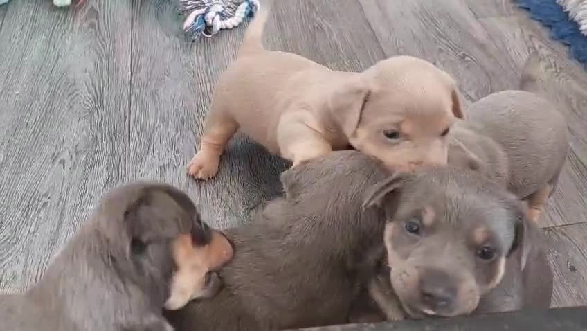 Jack Russell dogs for sale: Lilac/Blue Jack Russell puppies  in Hornchurch - Video 3
