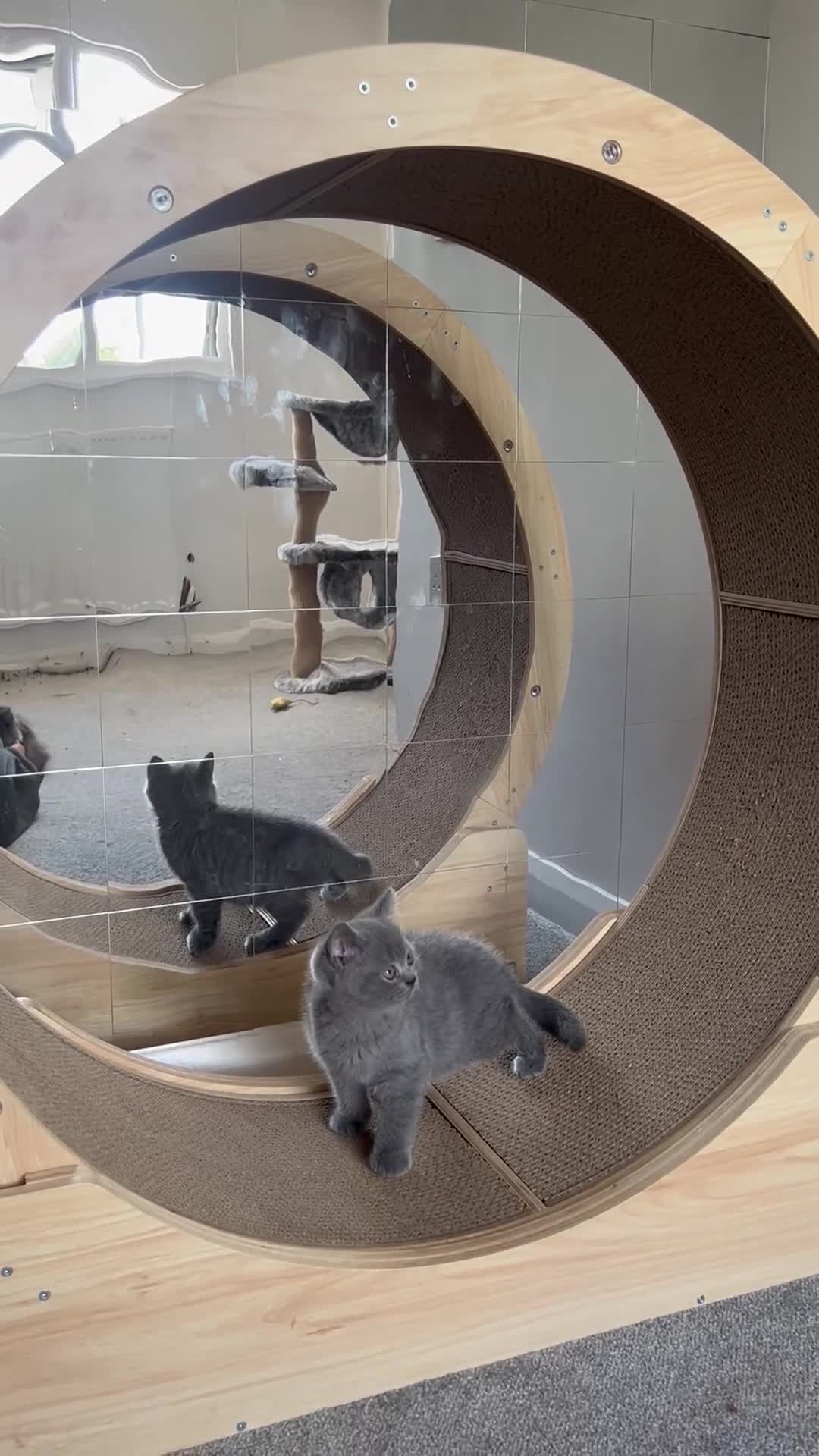 British Shorthair cats for sale: Blue British Shorthair  - Video 4