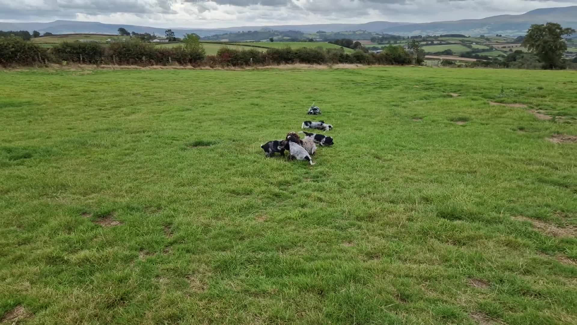 Cocker Spaniel dogs for sale: KC registered Show Type Cocker Spaniels - Video 3