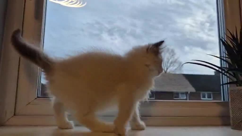 Ragdoll cats for sale: 3 Tica Registered Ragdoll Kittens For Sale  - Video 4