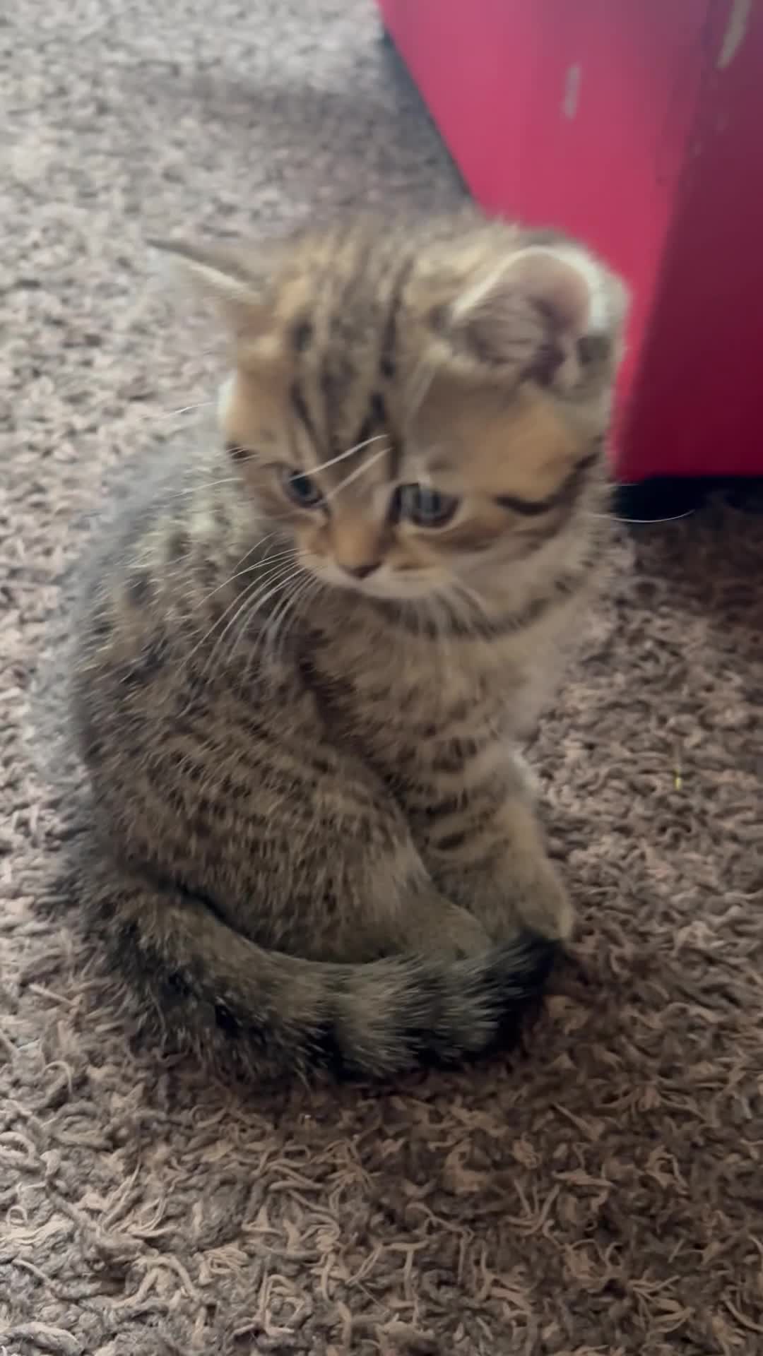 British Shorthair cats for sale: 🐾 Elite Male British Shorthair Kitten - Video 1