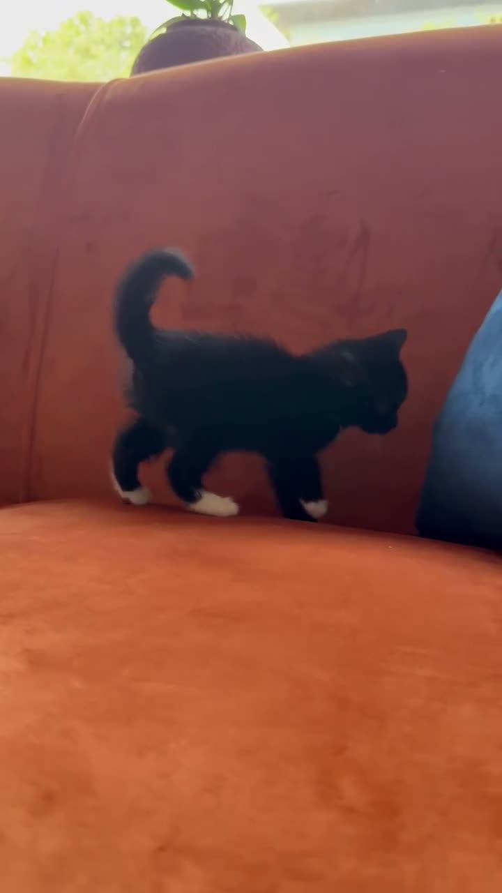 Mixed Breed cats for sale: Beautiful Bombay × Turkish Van Kittens - Video 1