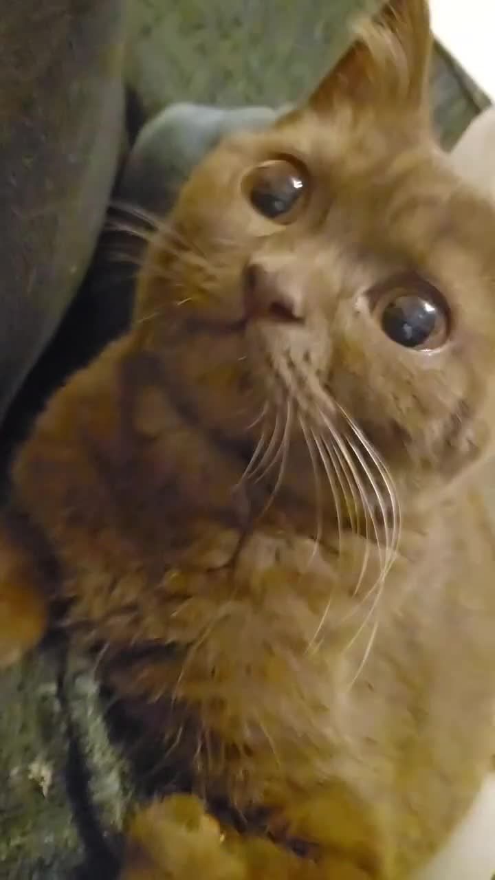 British Shorthair cats for sale: ✨ Beautiful Rare-Coloured British Shorthair Girl ✨ - Video 1