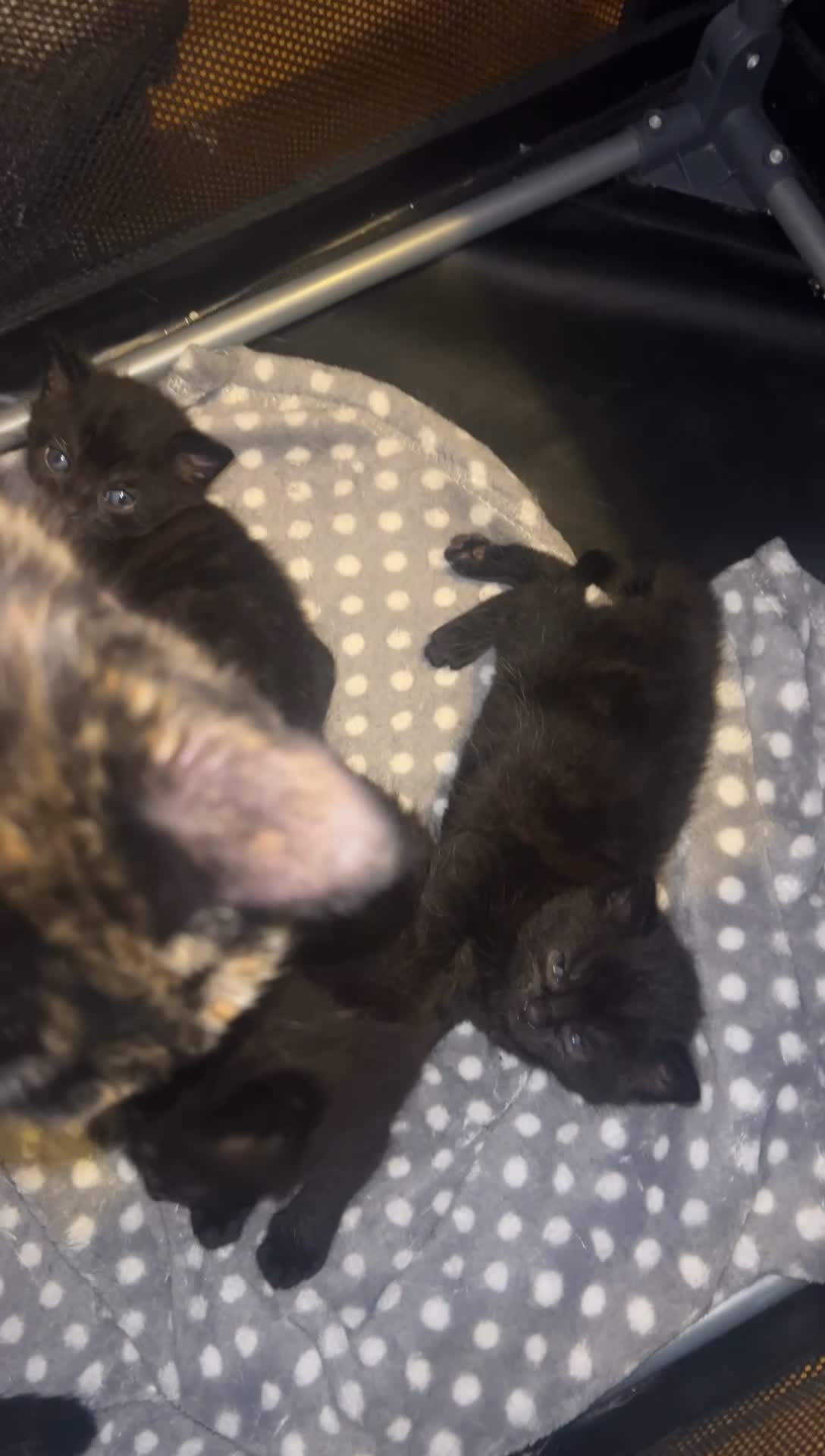 Domestic Shorthair cats for sale: 3 beautiful kittens for sale - Video 1