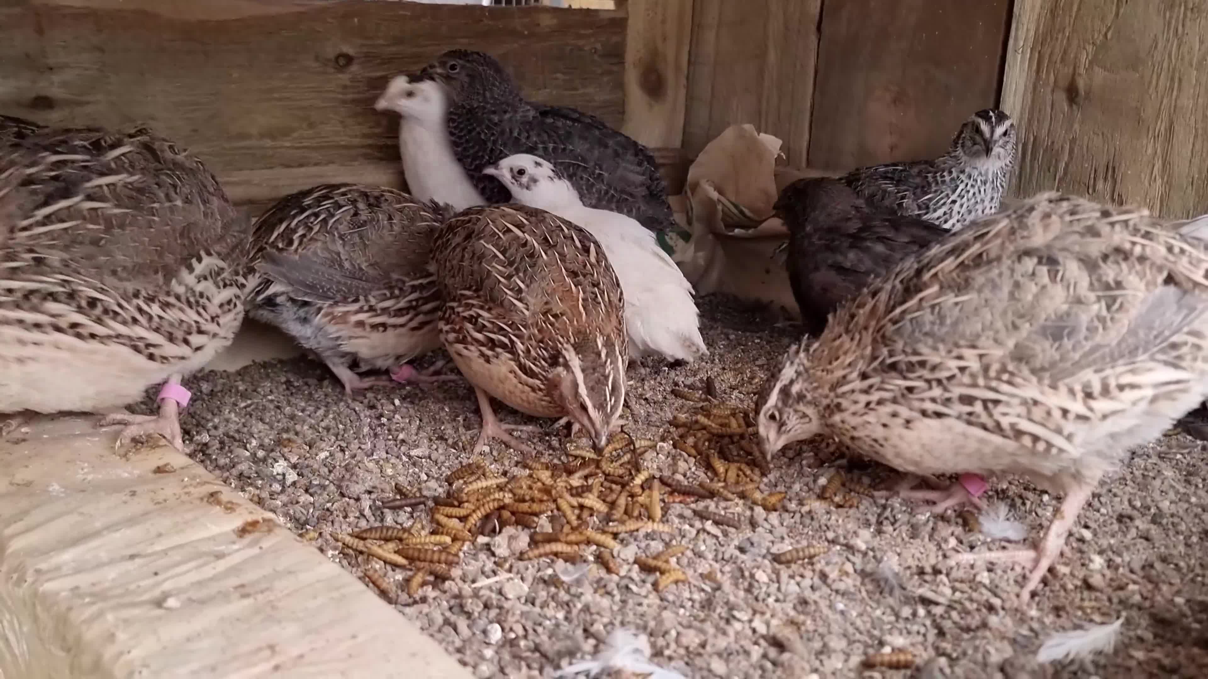 Quail poultry for sale: 🐣 Live Coturnix Jumbo Quail for Sale  in Birmingham - Video 1