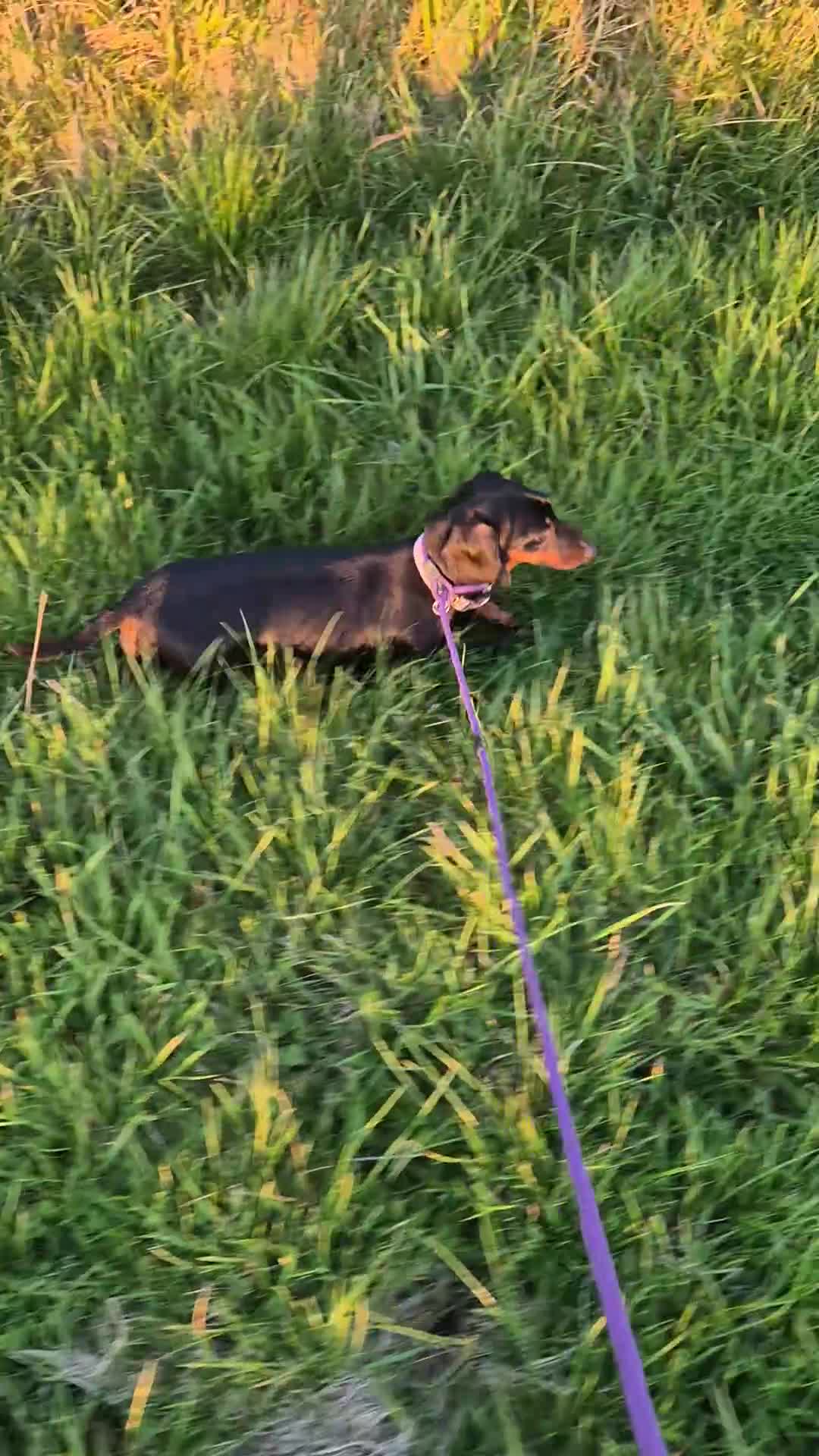 Miniature Dachshund dogs for sale: Miniature dachshund female - Video 2