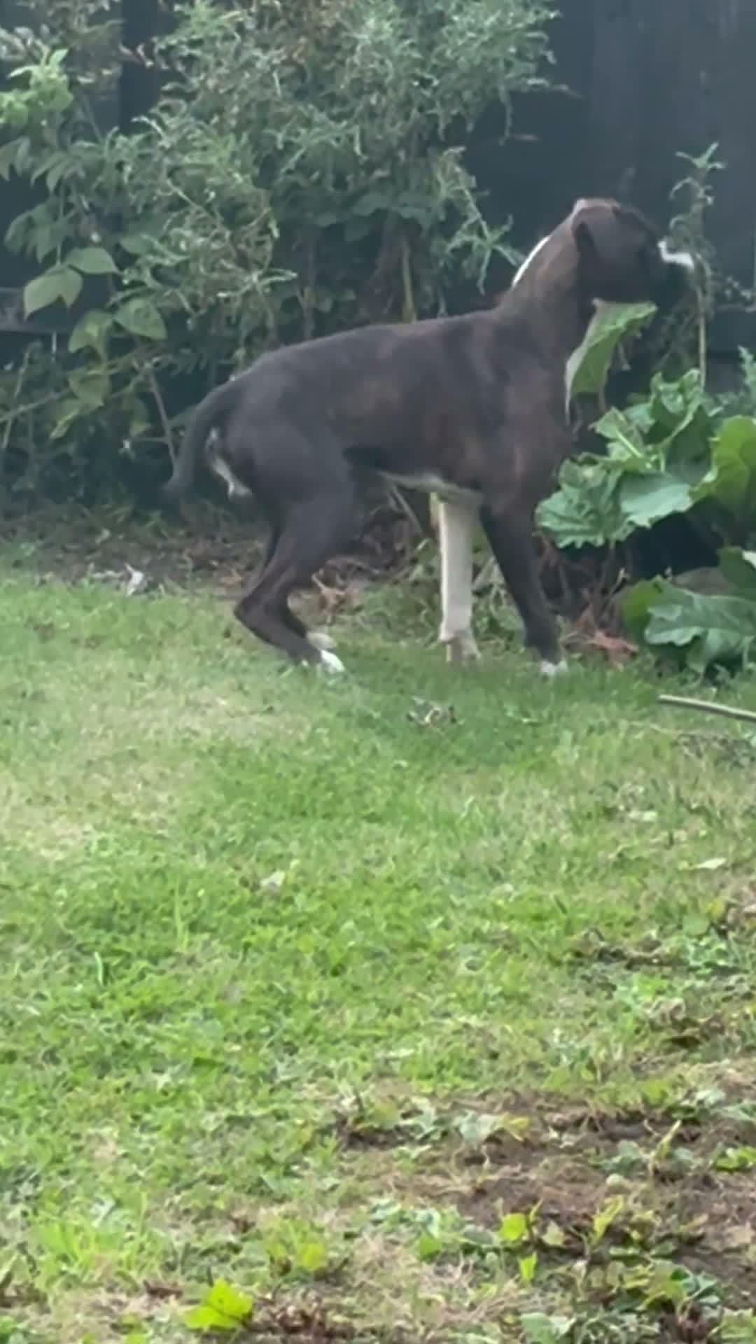 Boxer dogs for sale: Male Boxer - Video 1