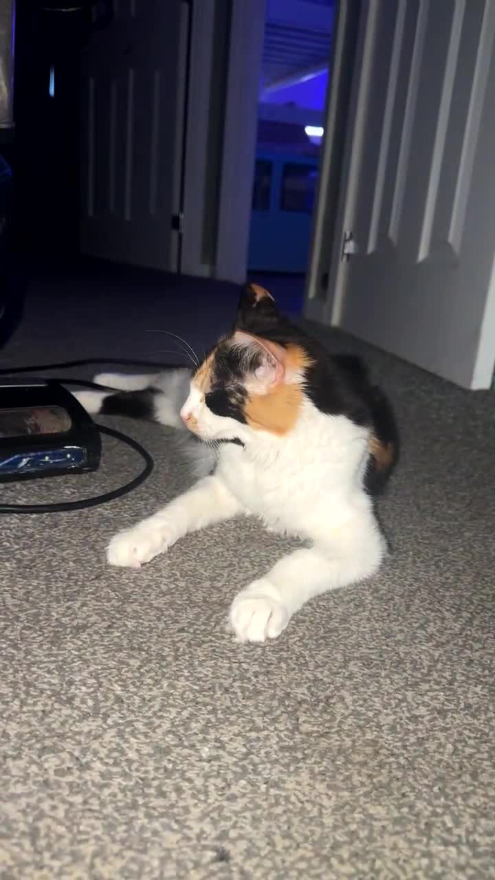 Mixed Breed cats for sale: Cat for sale.  - Video 1