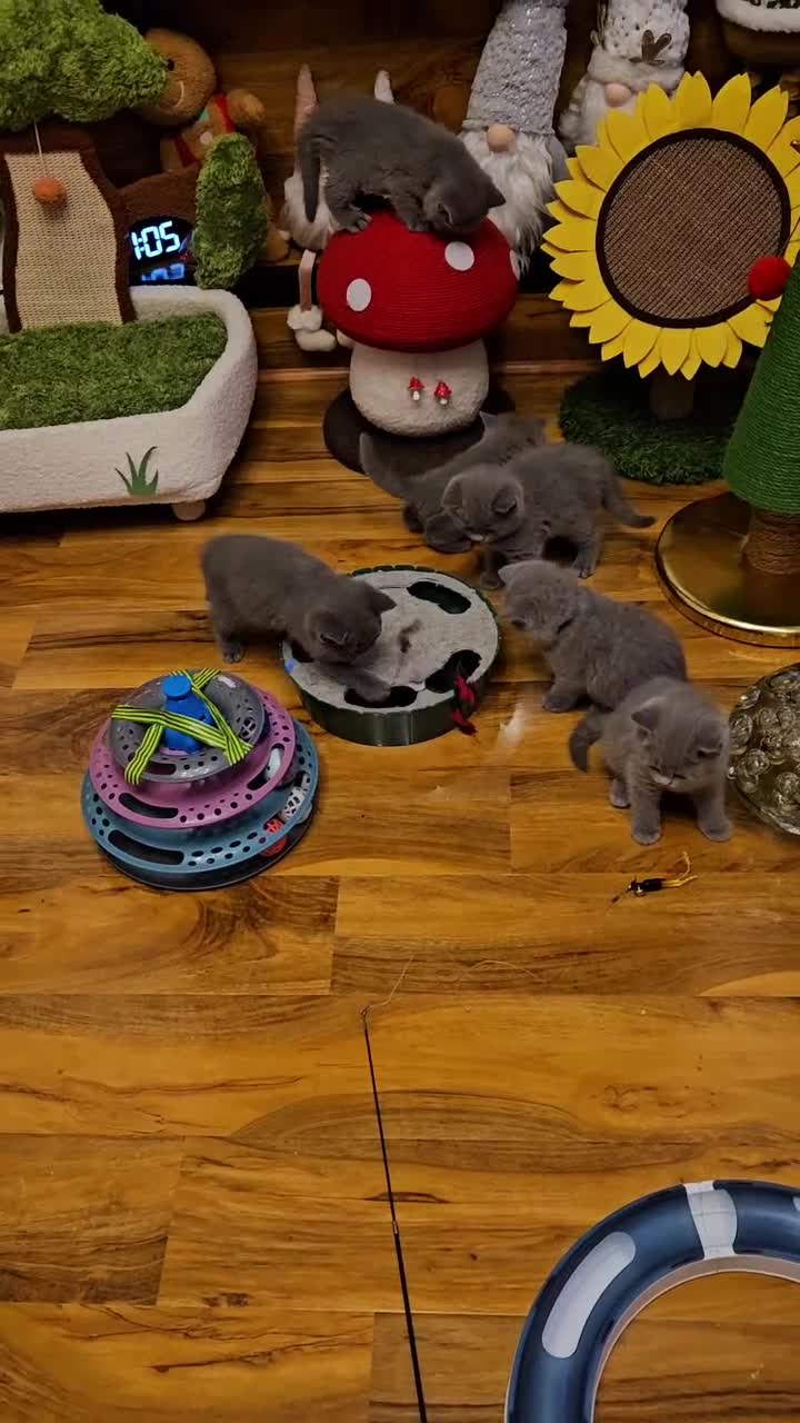 British Shorthair cats for sale: British Shorthair kitten's, GCCF pedigree - Video 2