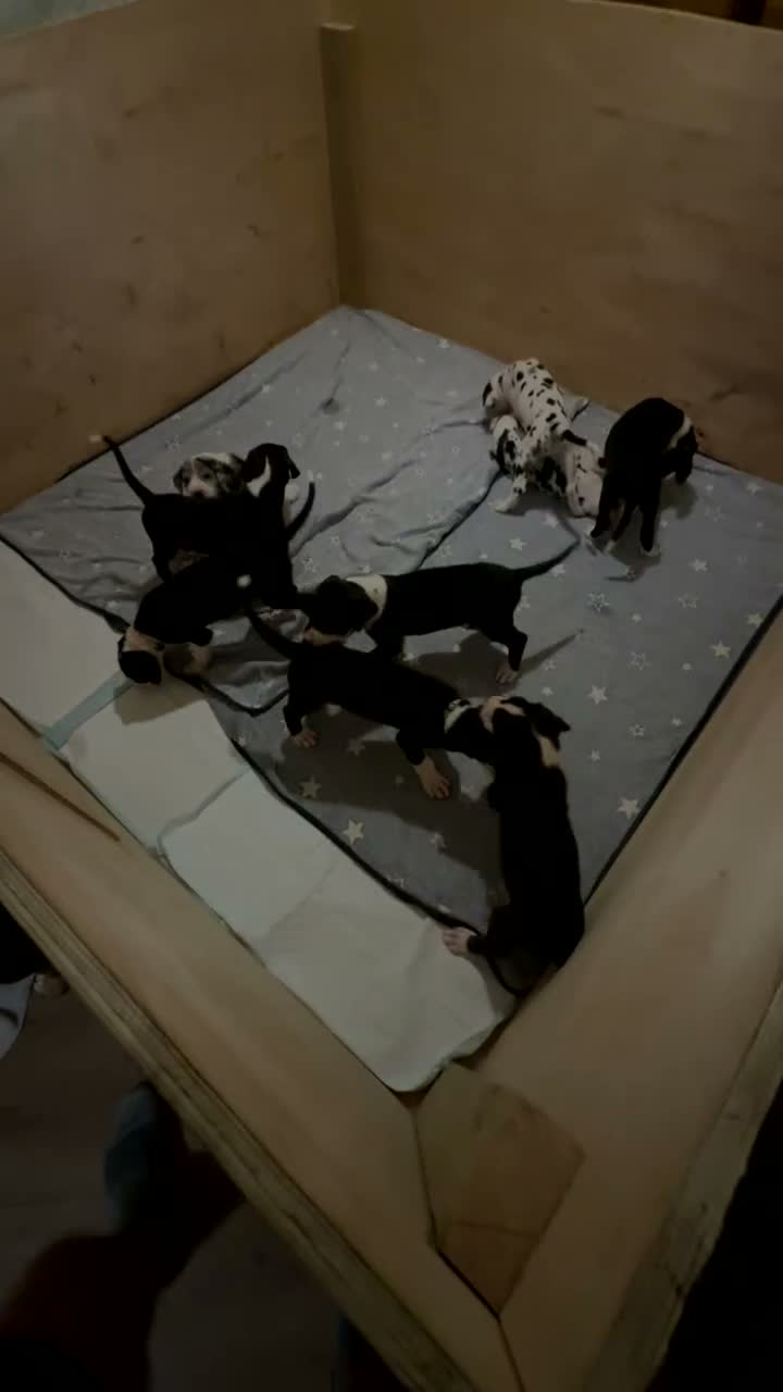 Great Dane dogs for sale: Championship Great Dane Pups  - Video 1