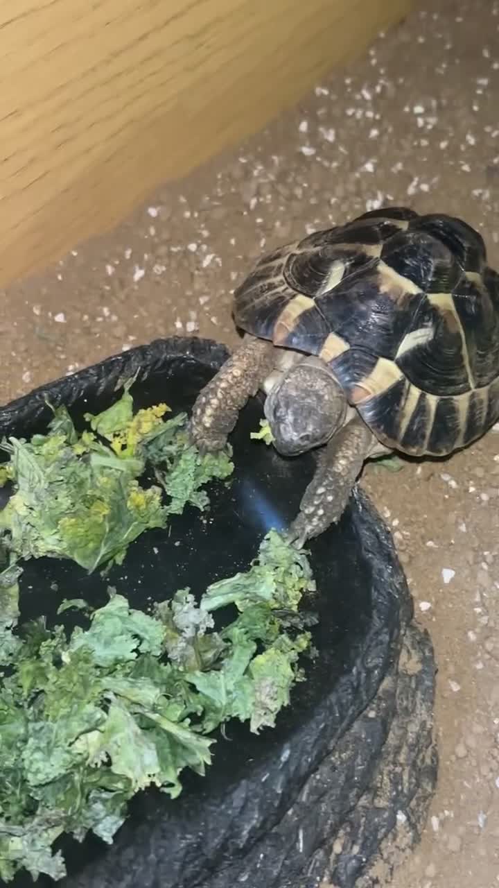 Tortoise reptiles for sale: Terry - Video 2