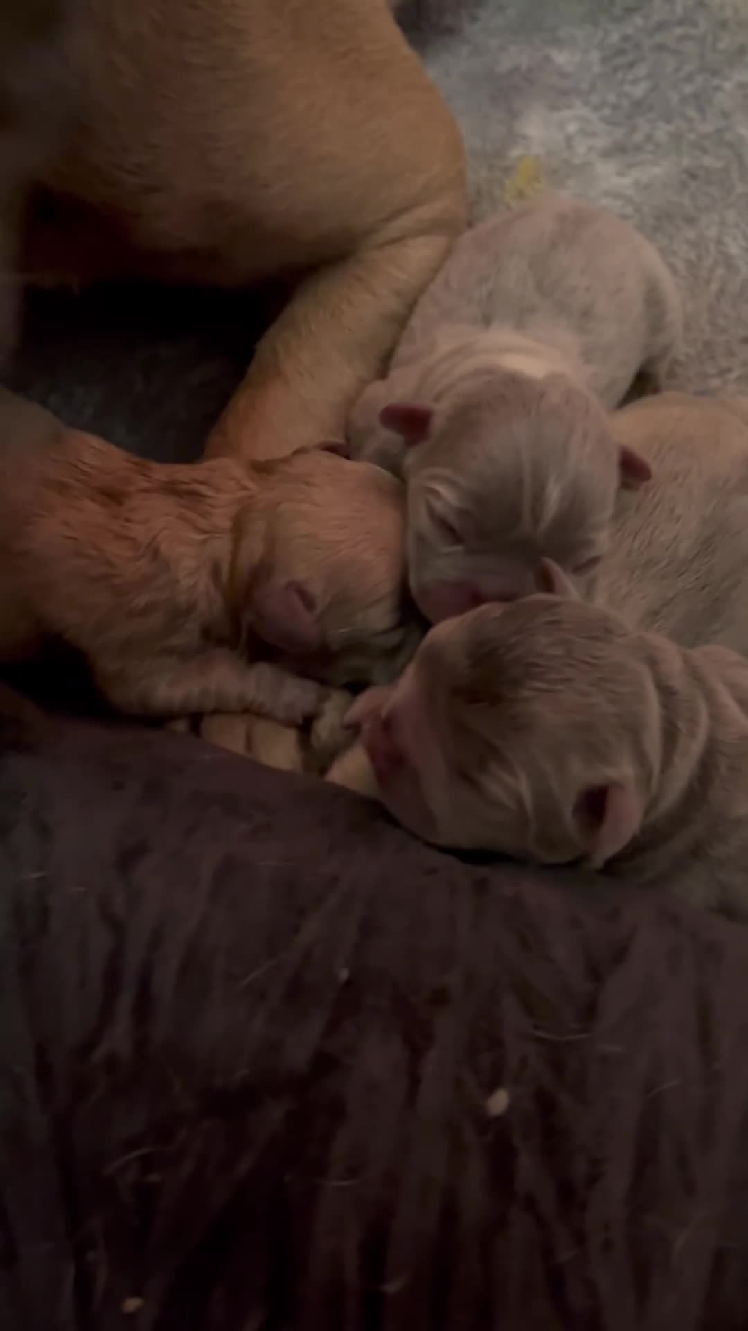 French Bulldog dogs for sale: Lilac French bulldog puppies  - Video 3