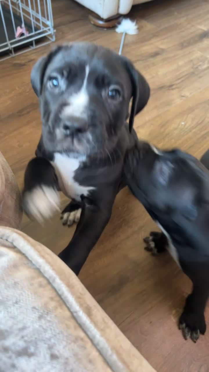 Cane Corso dogs for sale: Cane Corso Puppies – Lion Crown Kennel - Video 1