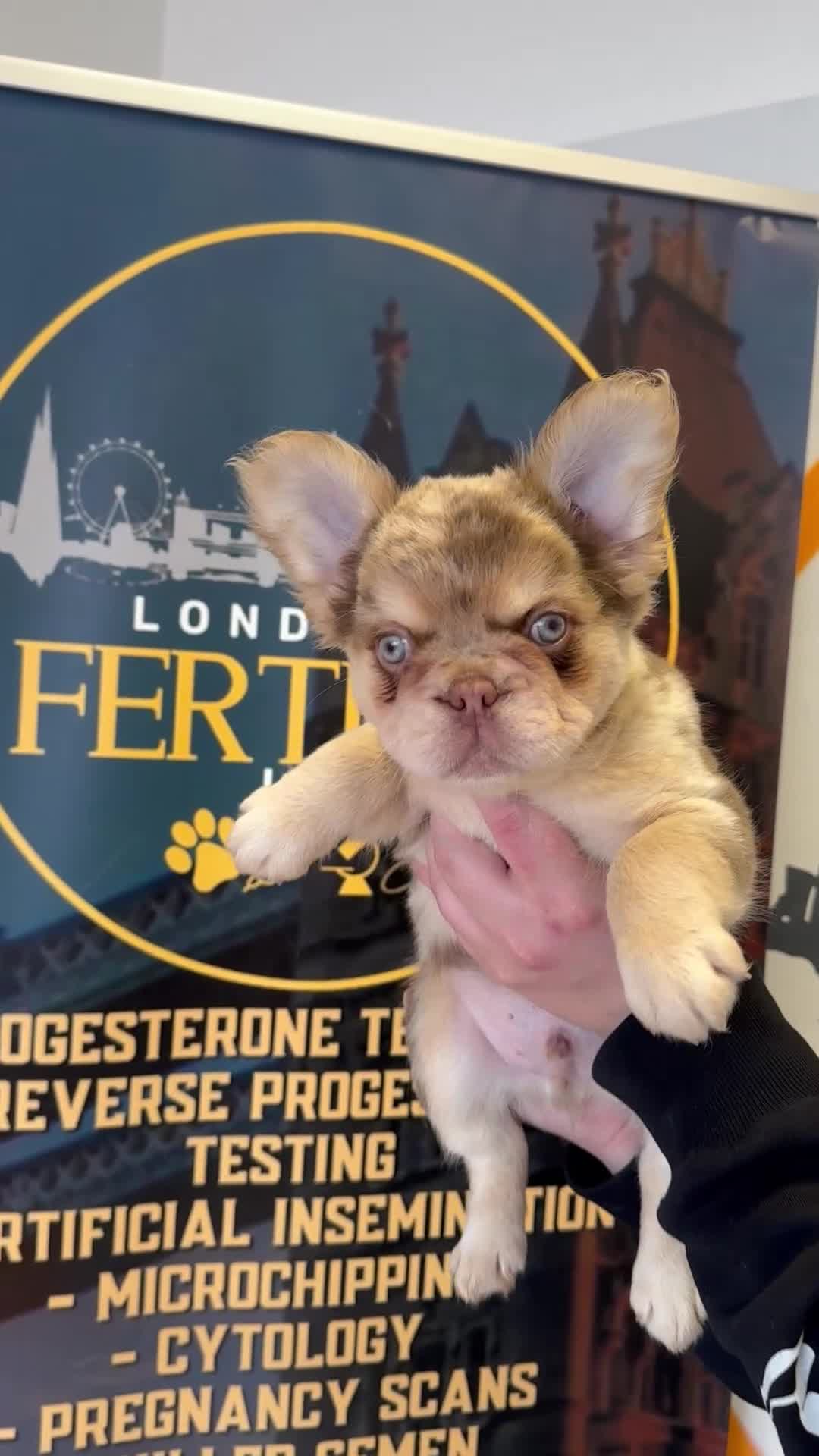French Bulldog dogs for stud: Proven Full Fluffy Rojo Merle Fertility Work Inclu - Video 2