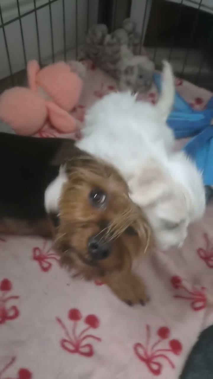 Bichon Frise dogs for sale: GORGEOUS BICHON FRISE - 🩷 3 girls  - Video 5