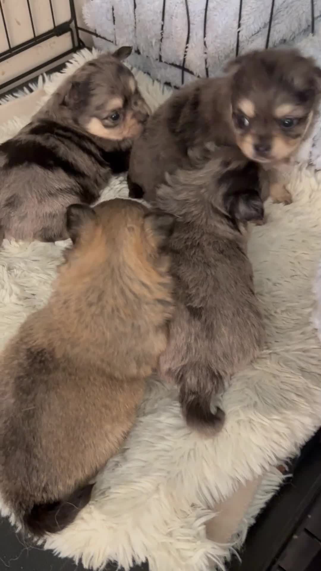 Chihuahua dogs for sale: Chihuahua and Pomchi puppies - Video 1