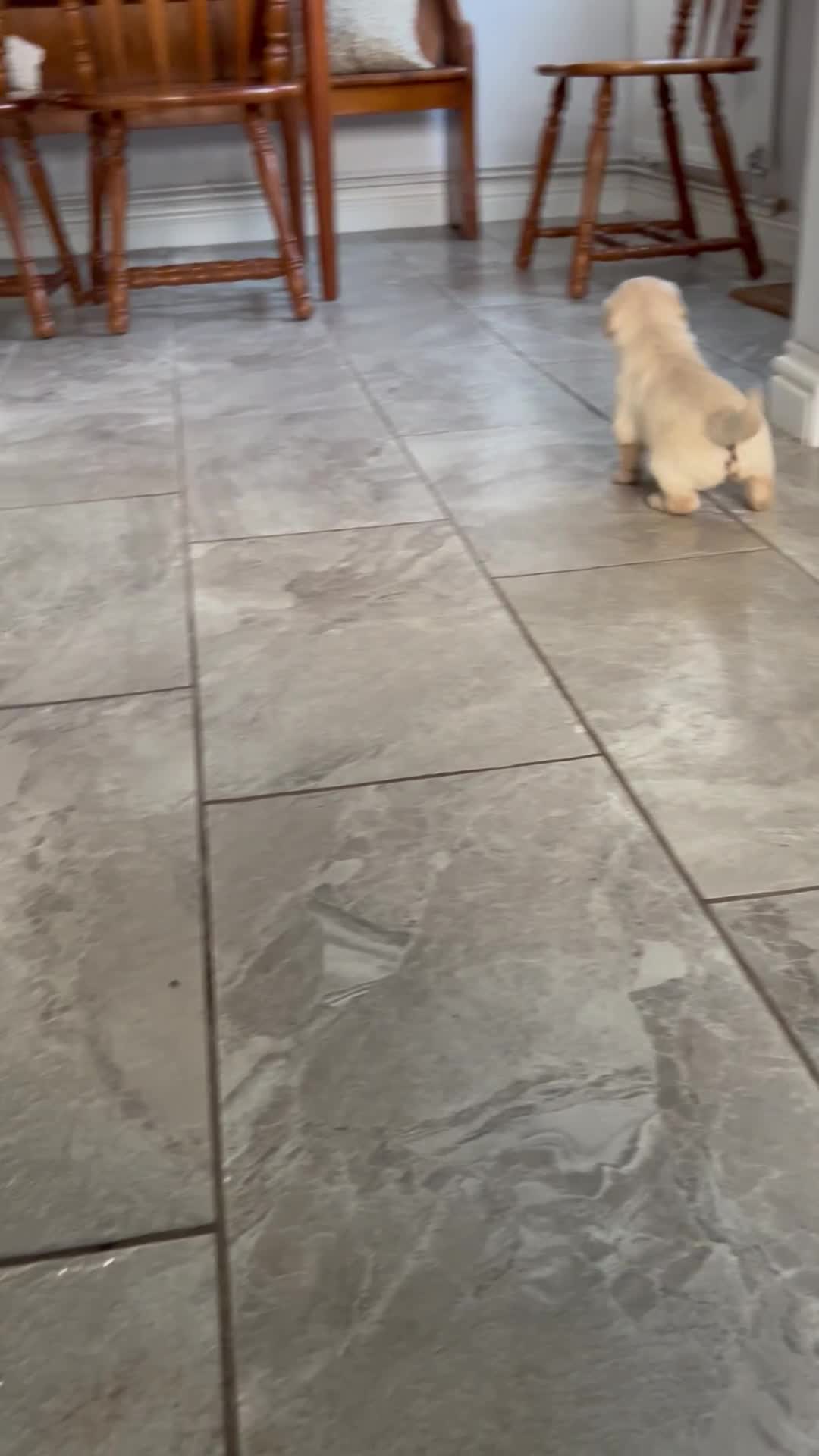 Golden Retriever dogs for sale: Beautiful Golden Retriever Puppies  - Video 2